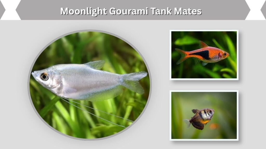 Moonlight Gourami Tank Mates