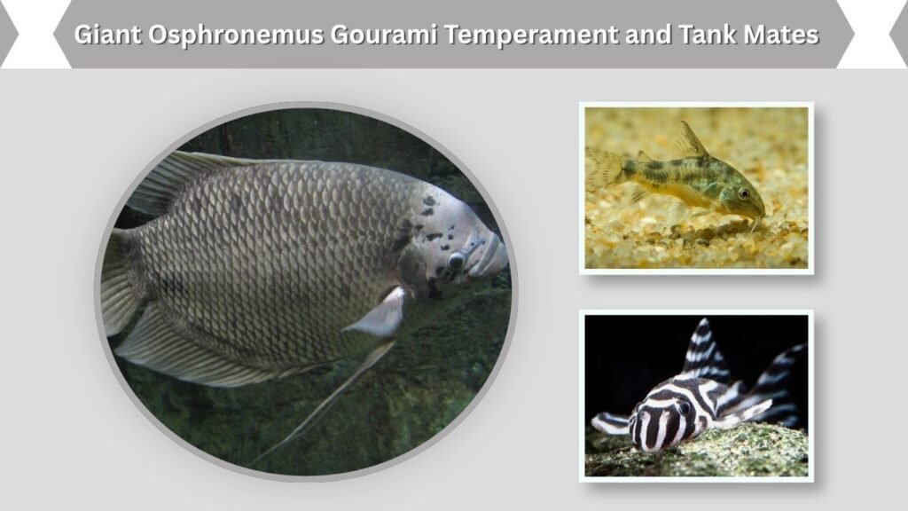 Giant Osphronemus Gourami Temperament and Tank Mates