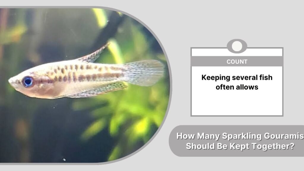 How Many Sparkling Gouramis Should Be Kept Together?