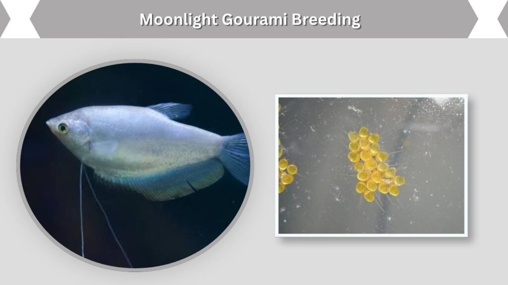 Moonlight Gourami Breeding