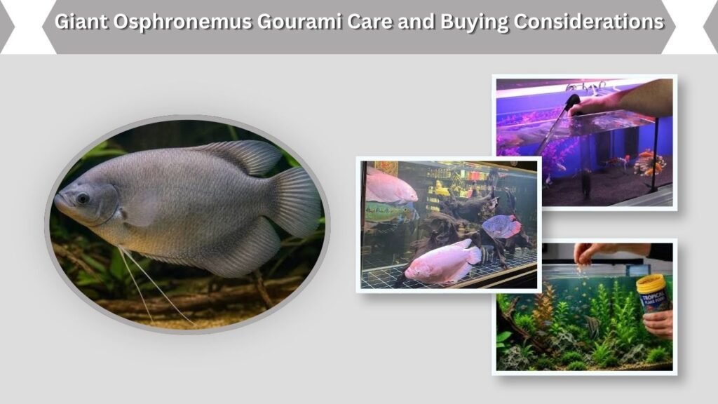 Giant Osphronemus Gourami Care and Buying Considerations