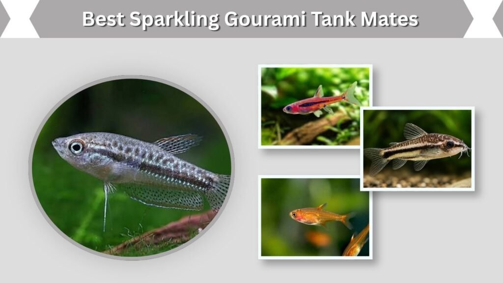 Best Sparkling Gourami Tank Mates