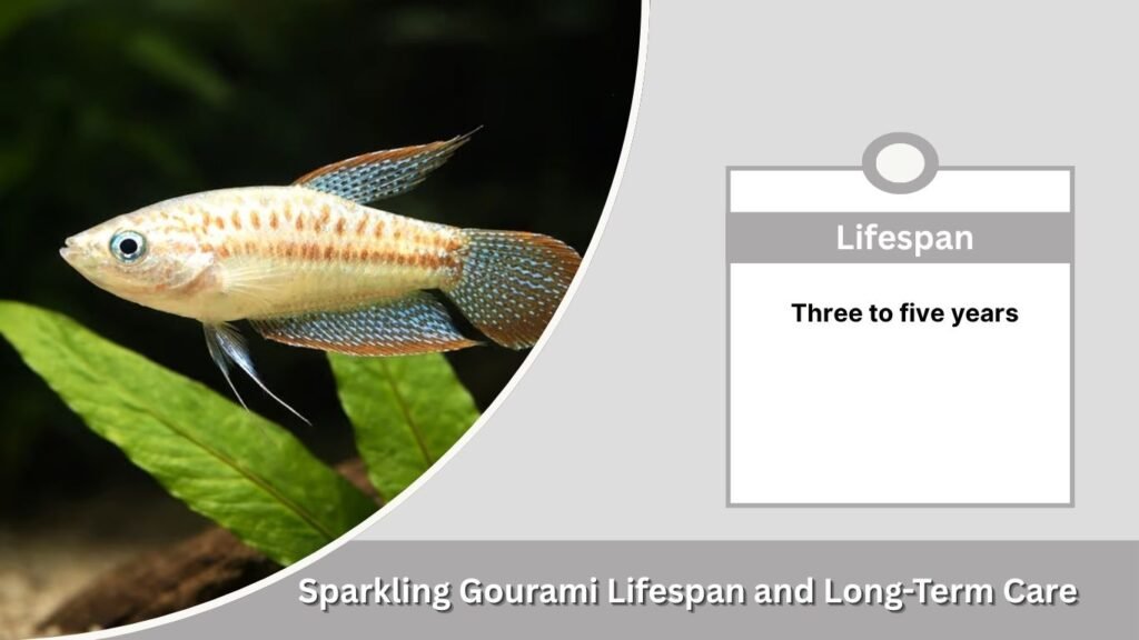 Sparkling Gourami Lifespan and Long-Term Care