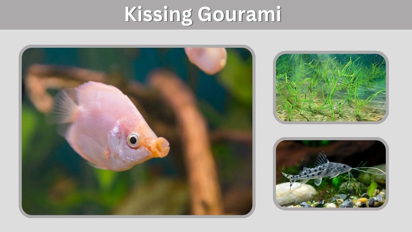 Kissing Gourami: Care, Size, Tank Mates & Lifespan