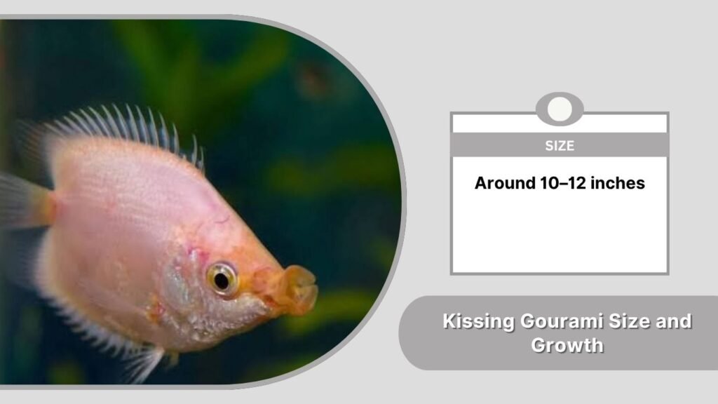 Kissing Gourami Size and Growth