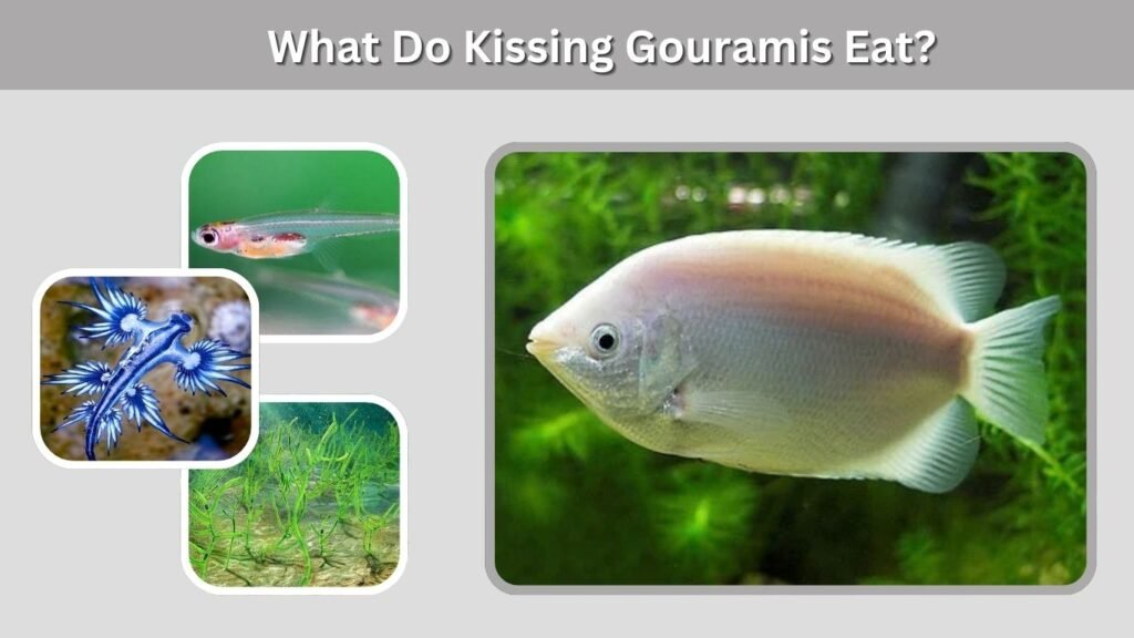 What Do Kissing Gouramis Eat?