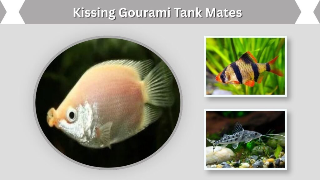 Kissing Gourami Tank Mates