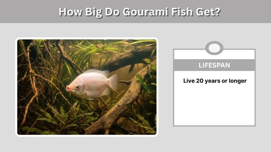 Kissing Gourami Lifespan