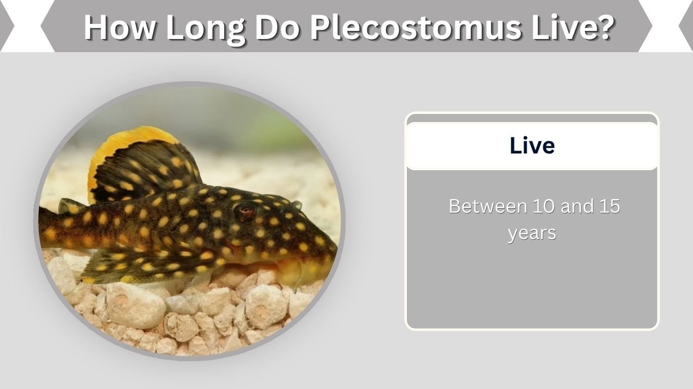 How Long Do Plecostomus Live? Lifespan and Care Guide