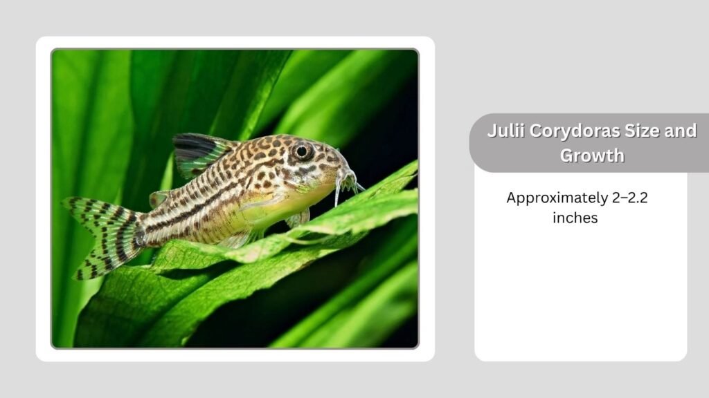 Julii Corydoras Size and Growth