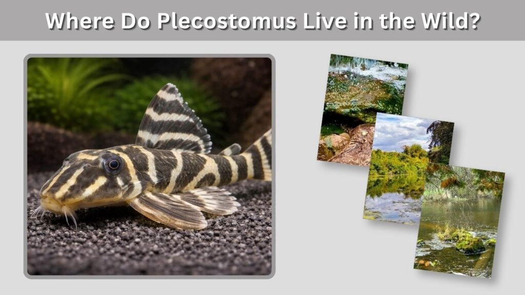 Where Do Plecostomus Live in the Wild?