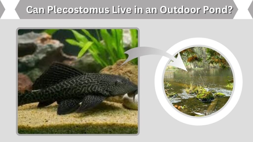 Can Plecostomus Live in an Outdoor Pond?