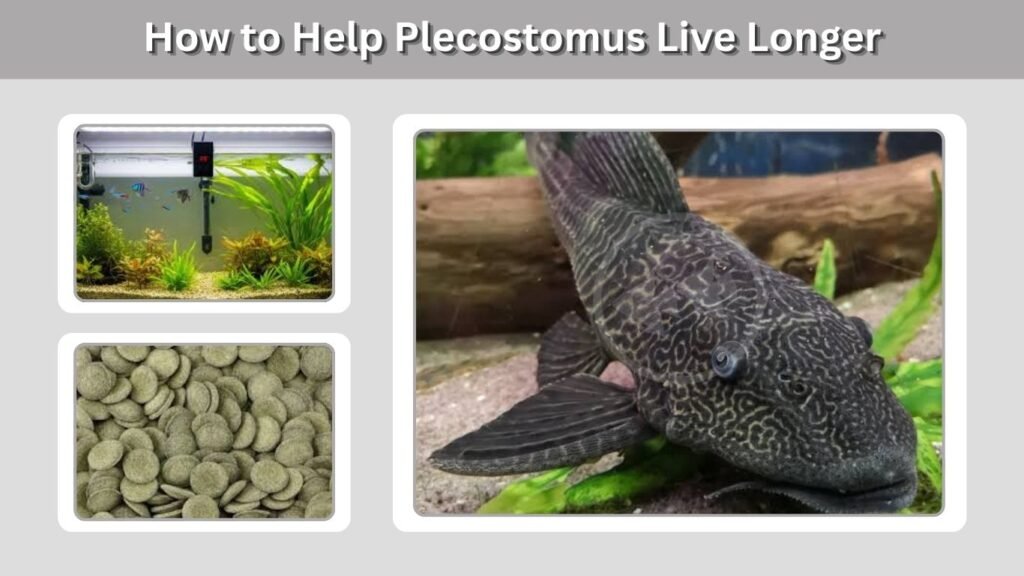 How to Help Plecostomus Live Longer