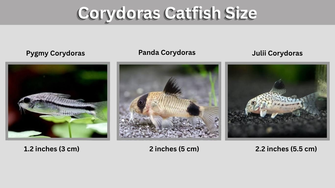 Corydoras Catfish Size: Adult Size Chart by Species