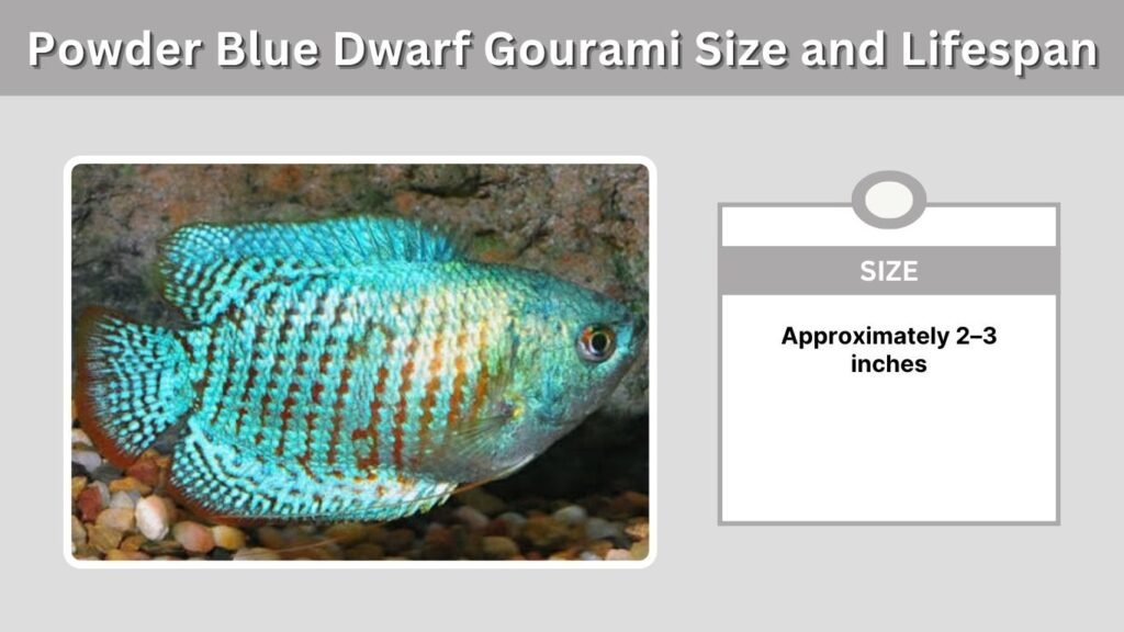 Powder Blue Dwarf Gourami Size and Lifespan