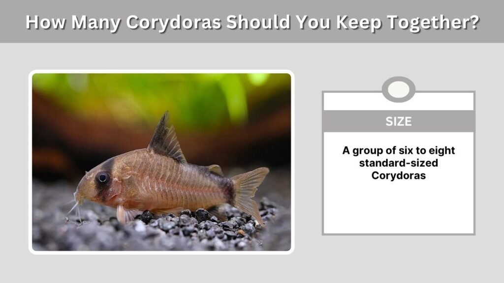 How Many Corydoras Should You Keep Together?